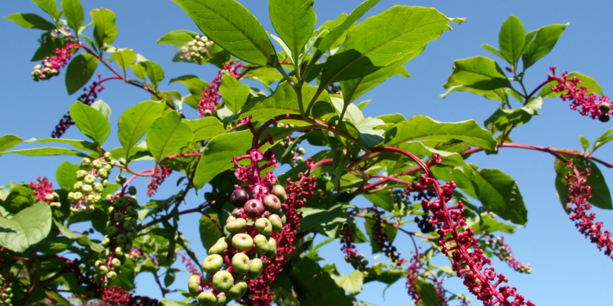 Tennessee Polk Salad Festival City Of Rockwood